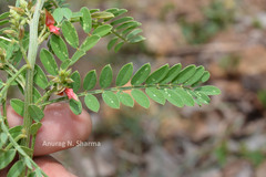Indigofera wightii